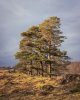 'Pines' by David Burn LRPS