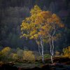 'Birch Trees' by David Burn LRPS