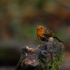 'Soaked Robin' by David Burn LRPS