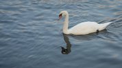 'Swan' by David Burn LRPS