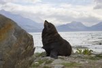 'Watching' by David Carter