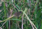 'Roosting Ringlet' by David Carter