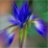 'Magic Of Colour, Confused Iris' by David Lewis