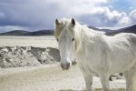 'Luskentyre Horse (3)' by Dawn Robertson