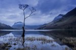 'LoneTree' by Dawn Robertson