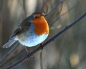 'Robin' by Dawn Robertson