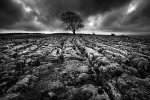 'Tree, Malham' by Dawn Robertson