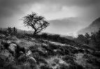 'Tree, Honister Pass' by Dawn Robertson