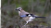 'The Jay' by Dennis Hall