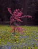 'Acer' by Doug Ross