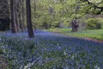 'Bluebells' by Doug Ross