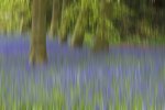 'Blurred Bluebells' by Doug Ross