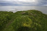 'Floral Headland' by Doug Ross