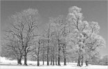 'Frosted Trees' by Doug Ross