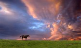 'Horse At Sunset' by Doug Ross