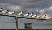 'Parked Gulls' by Doug Ross