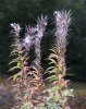 'Rosebay Seedheads' by Doug Ross