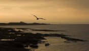 'Sunset With Gull' by Doug Ross