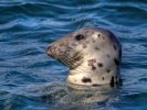 'Coquet Seal' by Dru Dodd