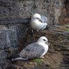 'A Pair Of Fulmars' by George Nasmyth