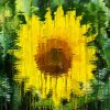 'Inpressionist Sunflower' by Gerry Simpson ADPS LRPS