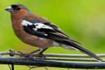 'Chaffinch' by Gerry Simpson ADPS LRPS