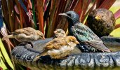 'Communal Bath' by Gerry Simpson ADPS LRPS