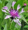 'Cornflower' by Gerry Simpson ADPS LRPS