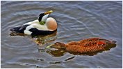 'Courting Couple' by Gerry Simpson ADPS LRPS