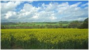 'Field Of Gold' by Gerry Simpson ADPS LRPS