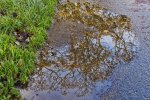 'Green Puddle (1)' by Gerry Simpson ADPS LRPS