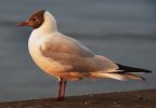 'Gull In The Sun' by Gerry Simpson ADPS LRPS