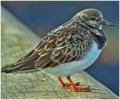 'Plover At Amble' by Gerry Simpson ADPS LRPS