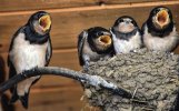 'Swallows' Feeding Time' by Gerry Simpson ADPS LRPS