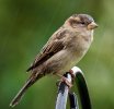 'Wet Sparrow' by Gerry Simpson ADPS LRPS