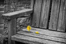 'Bench Flowers' by Gordon Charlton