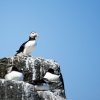 'Farne Island Puffins (1)' by Gordon Charlton