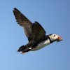 'Farne Island Puffins (2)' by Gordon Charlton