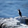 'Farne Island Puffins (3)' by Gordon Charlton