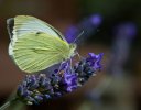 'Large White On Lavender' by Gordon Charlton