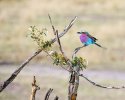'Lilac Breasted Roller' by Gordon Charlton