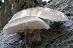 'Porcelain Fungus' by Gordon Charlton