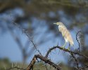 'Squacco Heron' by Gordon Charlton