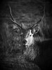 'Young Deer' by Gordon Charlton