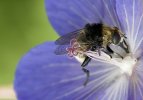 'Honey Bee' by Harry Wilkinson