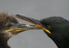 'Beak To Beak' by Ian Atkinson ARPS