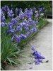 'Fallen Lupins' by Ian Atkinson ARPS
