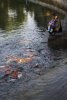 'Feeding The Carp' by Ian Atkinson ARPS