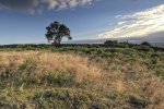 'Lone Tree, Ford Moss' by Ian Atkinson ARPS