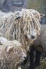 'Rare Breed Lincoln Longwool' by Ian Atkinson ARPS